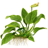 Anubias barteri var. Nana Nr.11 ca. 12-16 cm på lavasten - Maxi Zoo Danmark
