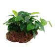 Anubias barteri var. Nana Nr.11 ca. 12-16 cm på lavasten - Maxi Zoo Danmark