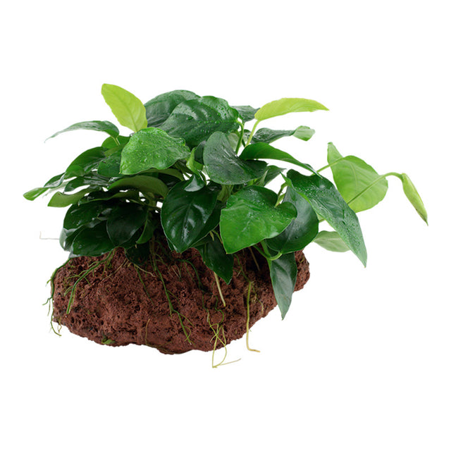 Anubias barteri var. Nana Nr.11 ca. 12-16 cm på lavasten - Maxi Zoo Danmark