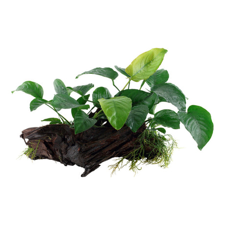 Anubias barteri sp. Nr.13 ca. 20-45 cm på rod XL - Maxi Zoo Danmark