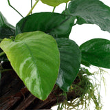 Anubias barteri sp. Nr.13 ca. 20-45 cm på rod XL - Maxi Zoo Danmark