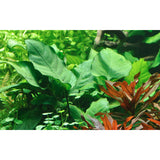 Anubias barteri sp. Nr.13 ca. 20-45 cm på rod XL - Maxi Zoo Danmark