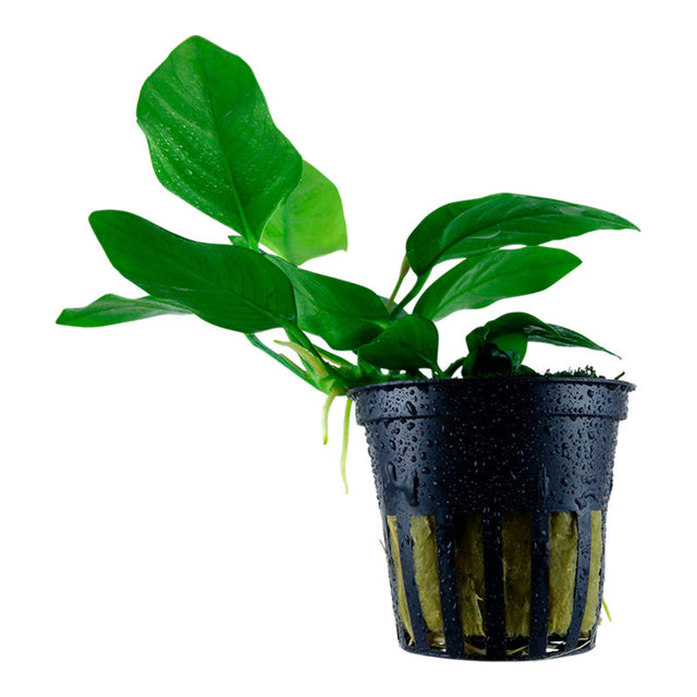 Anubias barteri var. Nana Nr.8 ca. 5-15 cm - Maxi Zoo Danmark