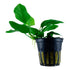 Anubias barteri var. Nana Nr.8 ca. 5-15 cm - Maxi Zoo Danmark