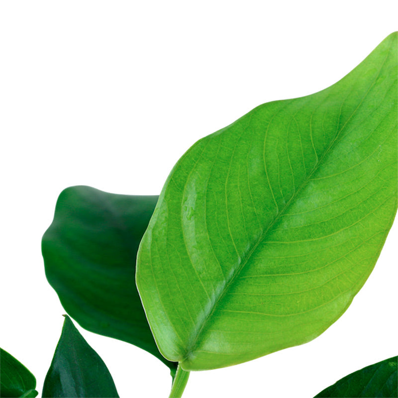 Anubias barteri var. Nana Nr.12 på rod m/sugekop - Maxi Zoo Danmark