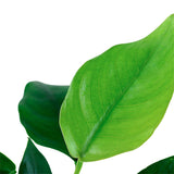 Anubias barteri var. Nana Nr.12 på rod m/sugekop - Maxi Zoo Danmark