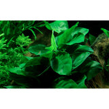 Anubias barteri var. Nana Nr.12 på rod m/sugekop - Maxi Zoo Danmark