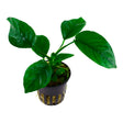 Anubias barteri caladiifolia Nr.8 ca. 10-15 cm - Maxi Zoo Danmark