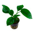 Anubias barteri caladiifolia Nr.8 ca. 10-15 cm - Maxi Zoo Danmark
