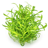 Cryptocoryne parva Nr.8 1-2 Grow! ca. 5-10 cm - Maxi Zoo Danmark