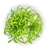 Cryptocoryne parva Nr.8 1-2 Grow! ca. 5-10 cm - Maxi Zoo Danmark