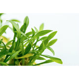 Cryptocoryne parva Nr.8 1-2 Grow! ca. 5-10 cm - Maxi Zoo Danmark