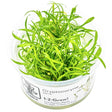 Cryptocoryne parva Nr.8 1-2 Grow! ca. 5-10 cm - Maxi Zoo Danmark