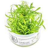 Cryptocoryne parva Nr.8 1-2 Grow! ca. 5-10 cm - Maxi Zoo Danmark