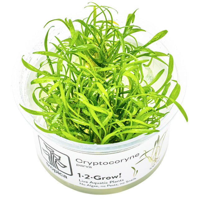 Cryptocoryne parva Nr.8 1-2 Grow! ca. 5-10 cm - Maxi Zoo Danmark
