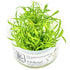 Cryptocoryne parva Nr.8 1-2 Grow! ca. 5-10 cm - Maxi Zoo Danmark