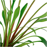 Cryptocoryne x willisii Nr.7 ca. 7-20 cm - Maxi Zoo Danmark