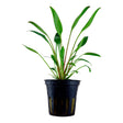 Cryptocoryne x willisii Nr.8 ca. 7-20 cm - Maxi Zoo Danmark