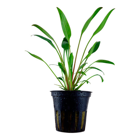 Cryptocoryne x willisii Nr.8 ca. 7-20 cm - Maxi Zoo Danmark