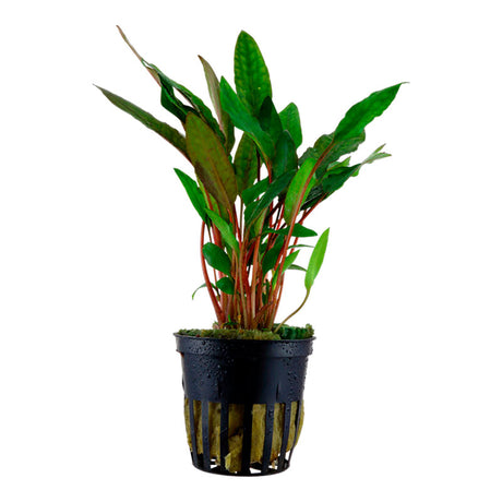 Cryptocoryne beckettii 'Petchii' Nr.8 ca. 10-15 cm - Maxi Zoo Danmark