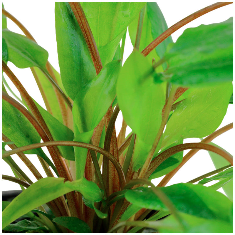 Cryptocoryne wendtii 'Green' Nr.7 ca. 5-10 cm potte - Maxi Zoo Danmark