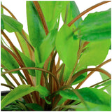 Cryptocoryne wendtii 'Green' Nr.7 ca. 5-10 cm potte - Maxi Zoo Danmark