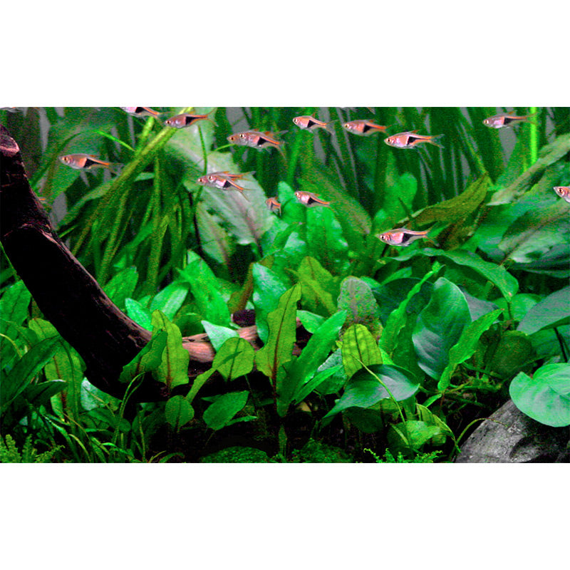 Cryptocoryne wendtii 'Green' Nr.7 ca. 5-10 cm potte - Maxi Zoo Danmark
