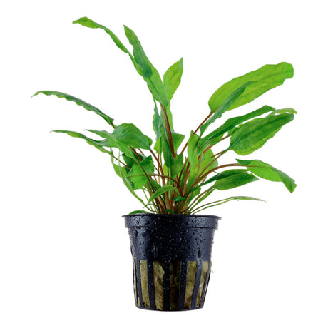 Cryptocoryne wendtii 'Green' Nr.7 ca. 5-10 cm potte - Maxi Zoo Danmark