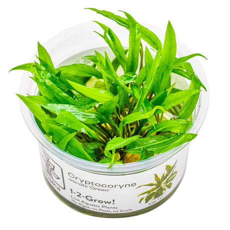 Cryptocoryne wendtii 'Green' Nr.8 1-2-Grow! - Maxi Zoo Danmark