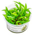Cryptocoryne wendtii 'Green' Nr.8 1-2-Grow! - Maxi Zoo Danmark