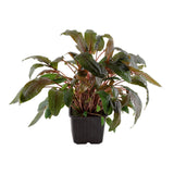Cryptocoryne wendtii 'Tropica' Nr.11 ca. 10-15 cm XL potte - Maxi Zoo Danmark