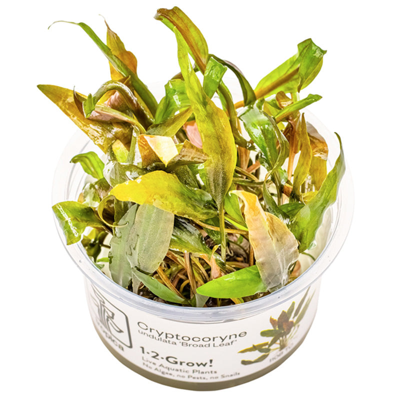 Cryptocoryne undulata 'Broad Leaf' Nr.8 1-2-Grow! ca. 15-30 cm - Maxi Zoo Danmark