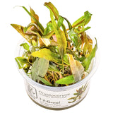 Cryptocoryne undulata 'Broad Leaf' Nr.8 1-2-Grow! ca. 15-30 cm - Maxi Zoo Danmark