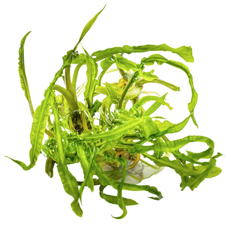 Cryptocoryne crispatula Nr.8 1-2-Grow! ca. 20-60 cm - Maxi Zoo Danmark