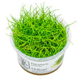 Eleocharis acicularis 'Mini' Nr.8 - Maxi Zoo Danmark