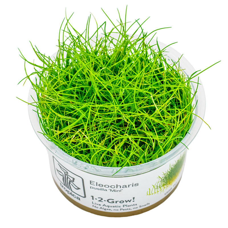 Eleocharis acicularis 'Mini' Nr.8 - Maxi Zoo Danmark