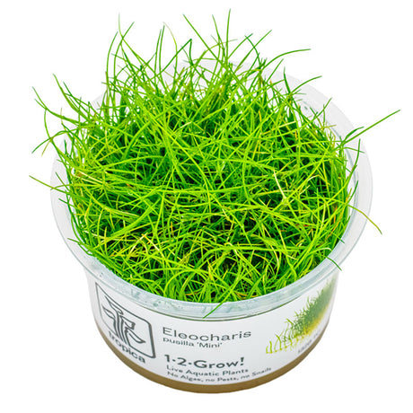 Eleocharis acicularis 'Mini' Nr.8 - Maxi Zoo Danmark