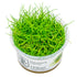 Eleocharis acicularis 'Mini' Nr.8 - Maxi Zoo Danmark