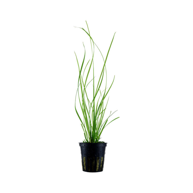 Tropica Cyperus Helferi