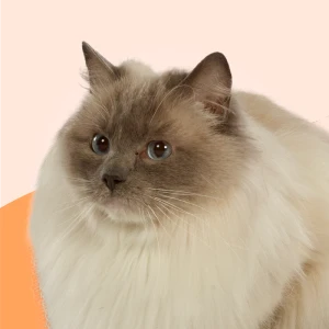 foder til senior katte