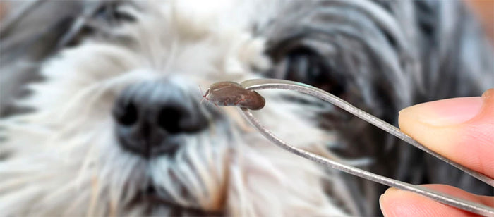 Flåt og hunde - Maxi Zoo